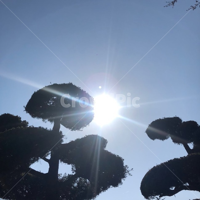 light,빛,flare,플레어,야외,피크닉,공원,나무,자연,태양,태양빛,낮,햇살,따듯한,평온,하늘,푸른하늘,반짝