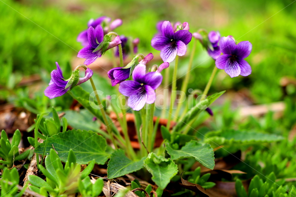 꽃,봄,계절,식물,풍경,식물,자연,plants,nature,꽃,flower