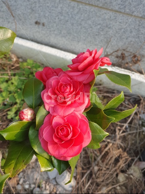동백,camellia,꽃,flower,봄