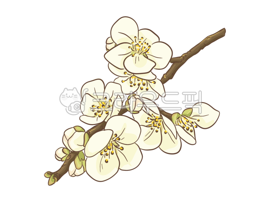 매화,꽃,나뭇가지,봄,꽃다발,꽃송이,식물,자연,나무,꽃봉우리,일러스트,그림,이미지,드로잉