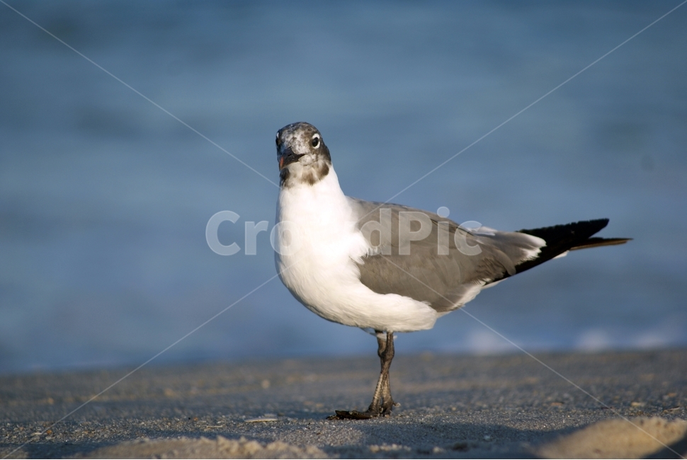 갈매기,해변,바닷가,바다,바다새,동물,animal,조류,새,birds