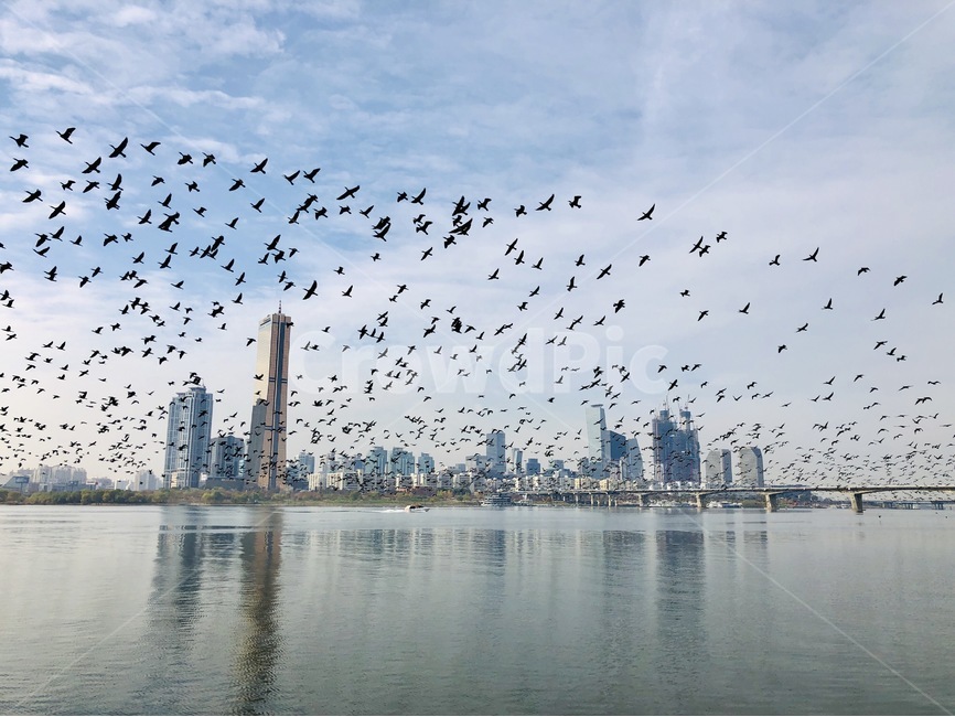 한강,여의도,하늘,구름,강,새,철새,새때,도시,풍경,city,landscape,한국도시풍경,한국도시경관,korea cityscape,동물,animal,조류,새,birds,flock,대군,bird