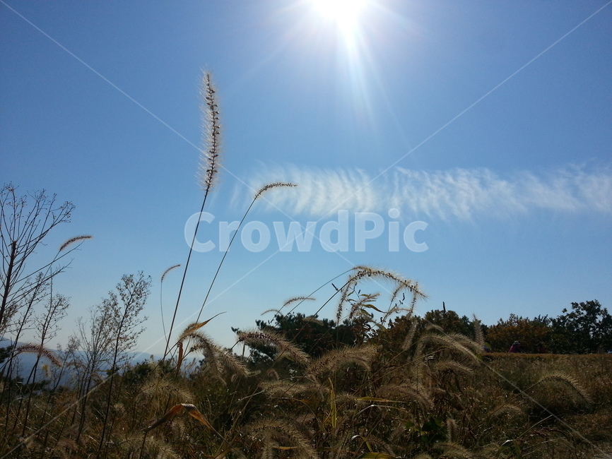 아차산,등산,하늘,강아지풀,구름,햇빛,햇살,자연,nature,foxtail,가을,가을하늘,fall,autumn,풍경,가을느낌,가을분위기