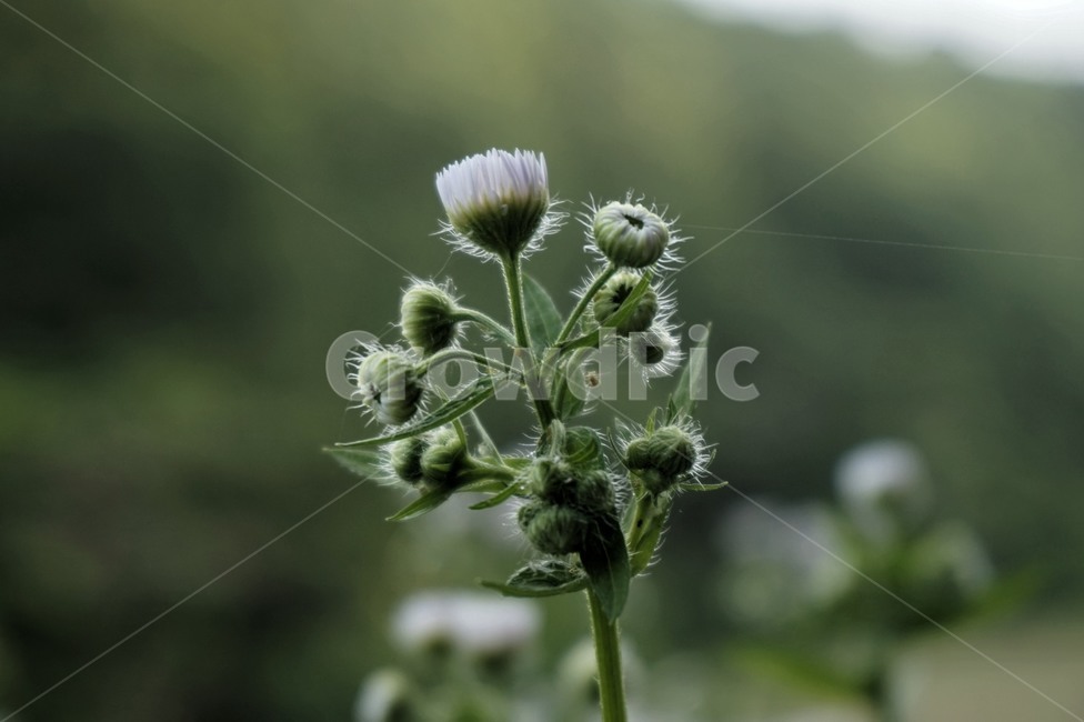 plant,식물,blossom,꽃,봄,푸른,새싹