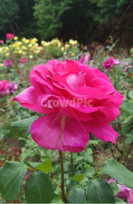 장미,꽃,자연,붉은색,rose,식물,빨강