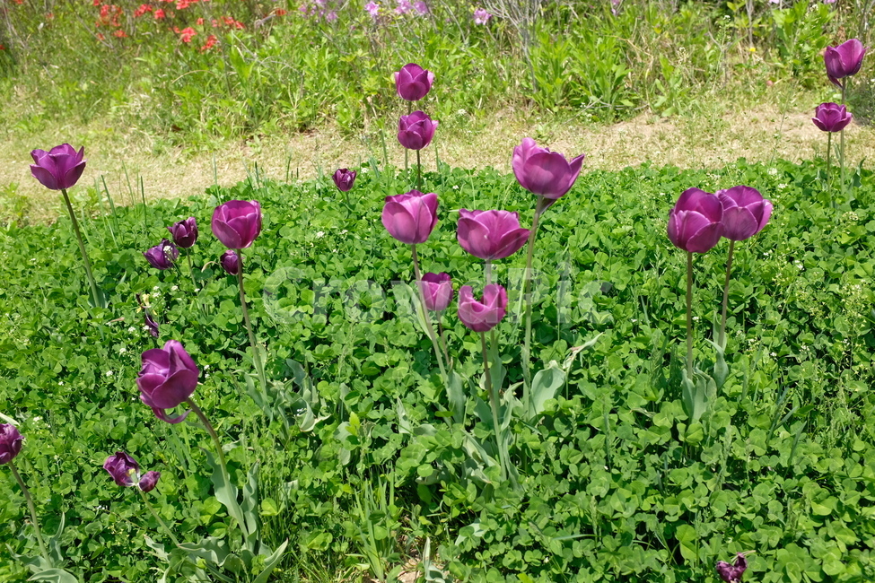 튤립,보라색튤립,보라색꽃,꽃,tulip,봄꽃,식물,자연,plants,nature,꽃,flower