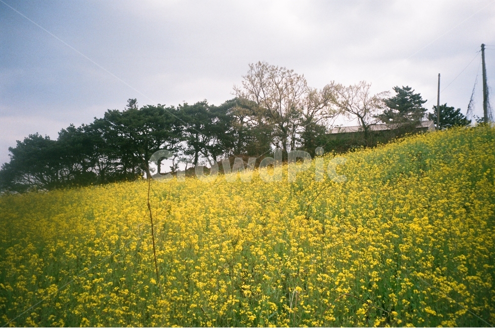 유채꽃,꽃밭,언덕,들판,나무,제주,필름,필름사진,제주풍경,흐린날,노란색,봄,계절,spring,season,자연,풍경,nature,landscape,outdoors,옥외,grassland,목초지,field,들