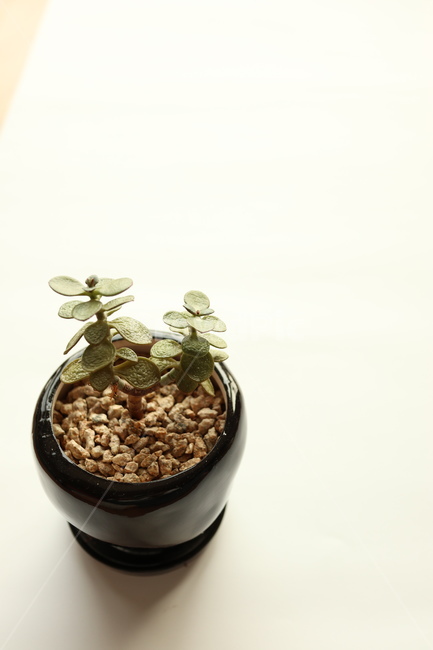 다육식물,인테리어,화분,식물,공기정화,도기류,plant,pottedplant,식물,자연,plants,nature,실내용화초,화분,화초,house plant