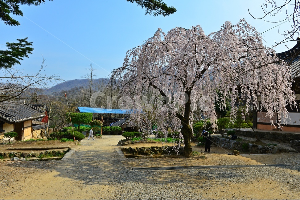 nature,자연,outdoors,옥외,road,도로,tree,나무,plant,식물,gravel,자갈,dirtroad,흙길,경치,경관,벚꽃,벚나무,승주,선암사,처진올벚나무,선암사처진올벚나무,봄,계절,유적지,문화재