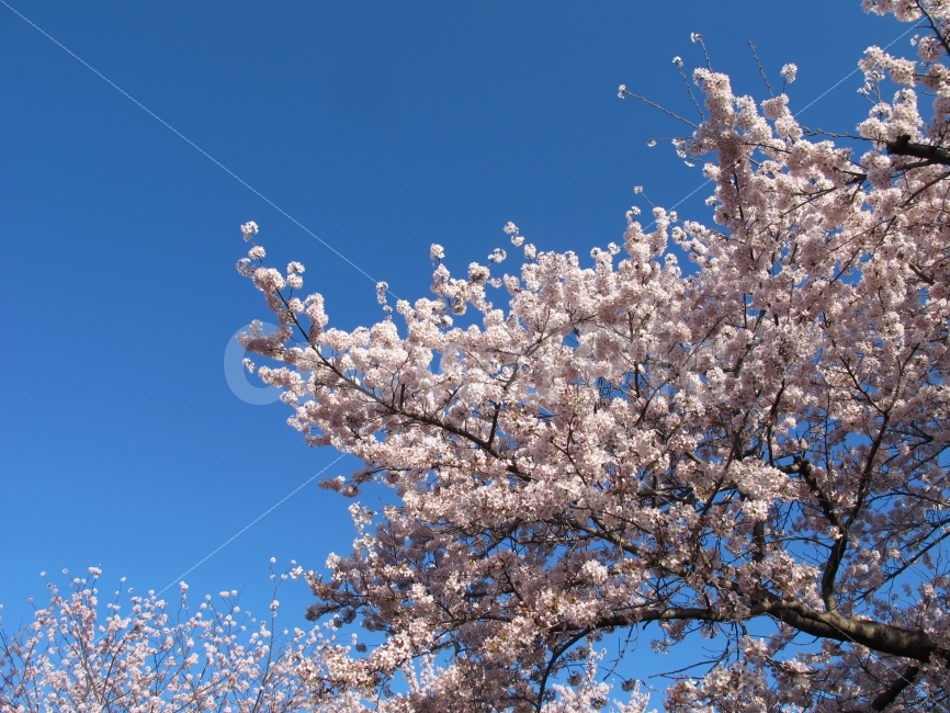 봄,벚꽃,파란하늘,감성,나무,풍경,자연,flower,sky,시원함,깨끗함,아름다움,밝은,봄,계절,spring,season,식물,자연,plants,nature,꽃,flower,plant