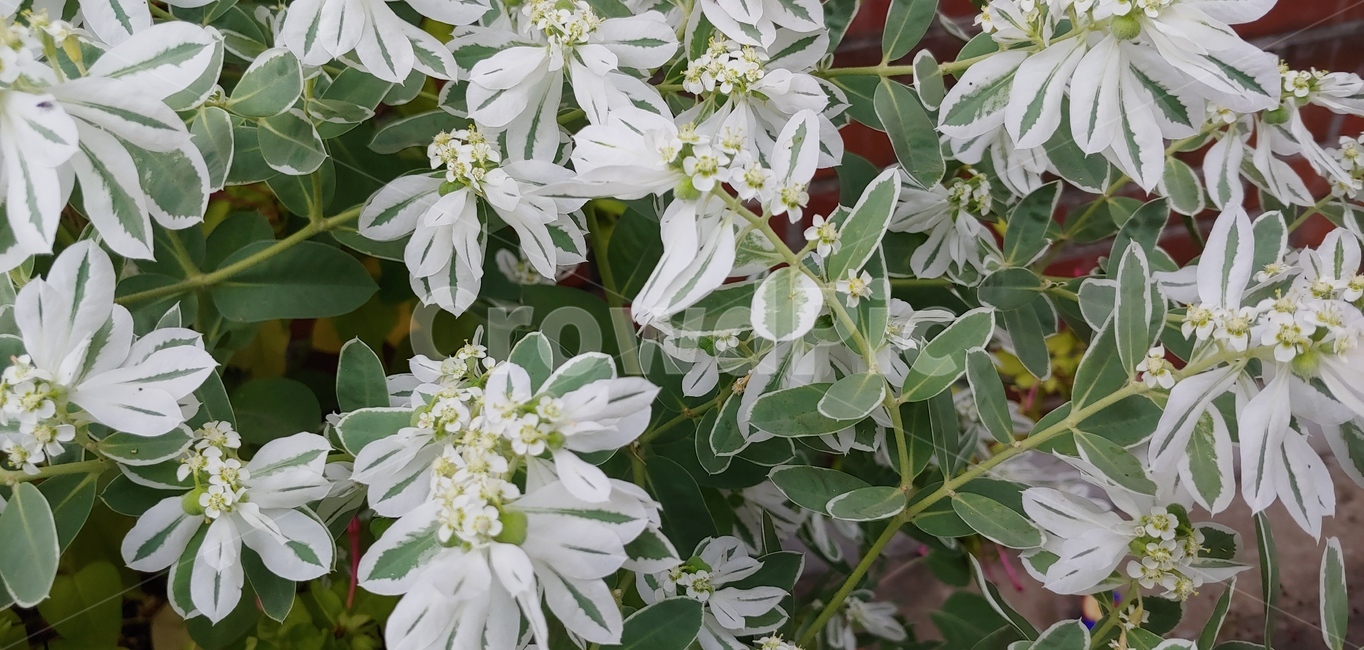 식물,꽃,여름꽃,설악초,유포르비아,야생화,그린,초록,식물,자연,plants,nature,꽃,flower