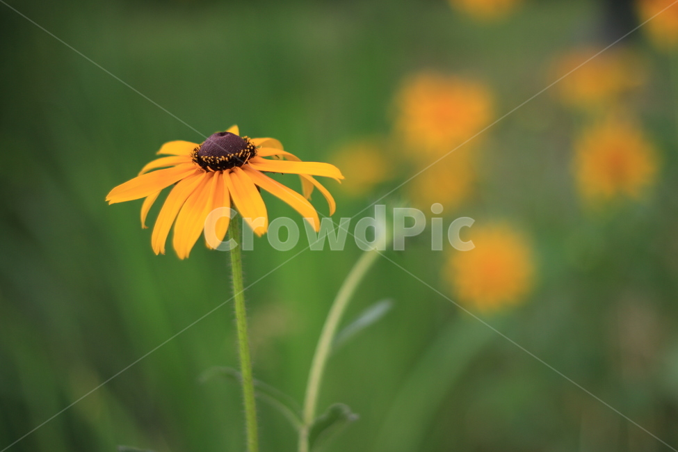국화,꽃,식물,정원,공원,식물,자연,plants,nature,꽃,flower