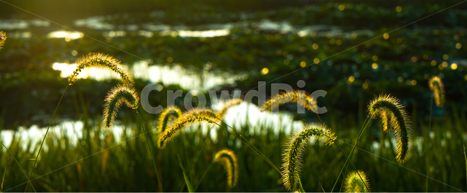 강아지풀,풀,꽃,풀꽃,강아지풀꽃,야생,자연,들풀,식물,자연,plants,nature,감성,sensible,feeling,휴식,힐링,rest,relaxation,healing