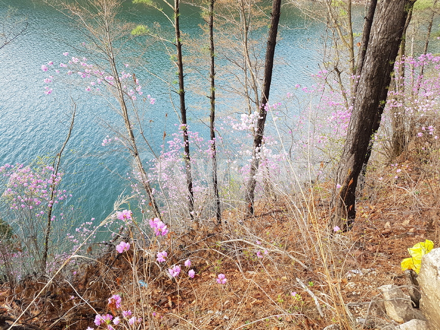 호수,자연,꽃,아름다운,나무,고요