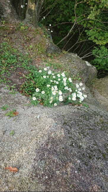 구절초,가을,식물,꽃,plant,식물,자연,plants,nature