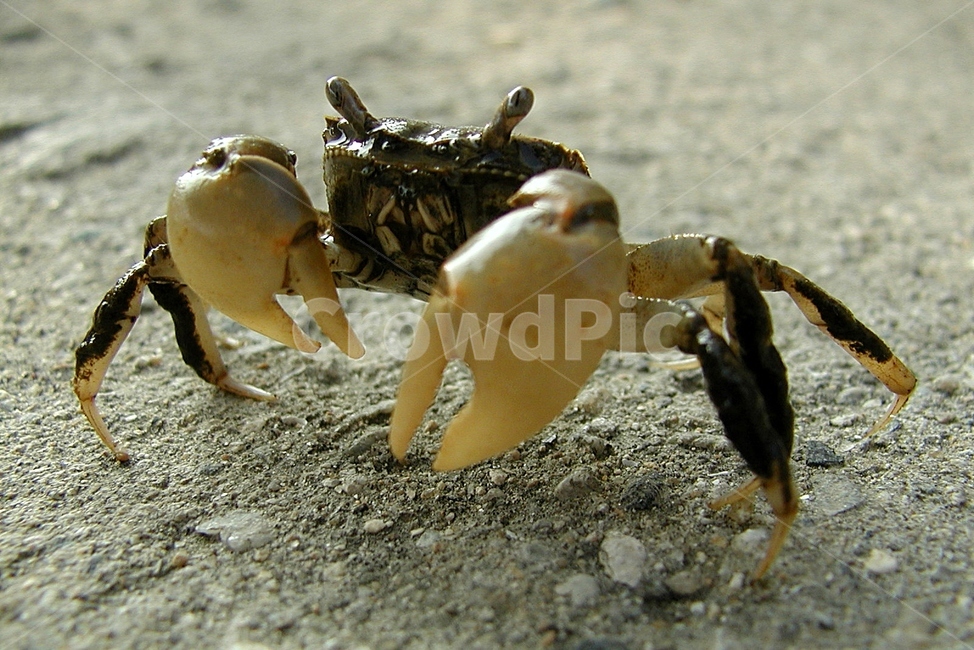 게,바닷게,crab,집게,갑각류