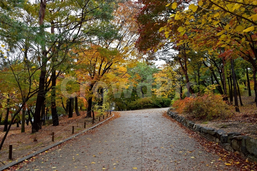 창경궁,가을,단풍,풍경,고궁,서울,낙엽,도심지,명소,자연,비경,단풍나무,춘당지,가을색,가을색채,오색,자연,풍경,nature,landscape,가을,계절,fall,autumn,season,tree,나무,plant,식물,tree trunk,나무 줄기