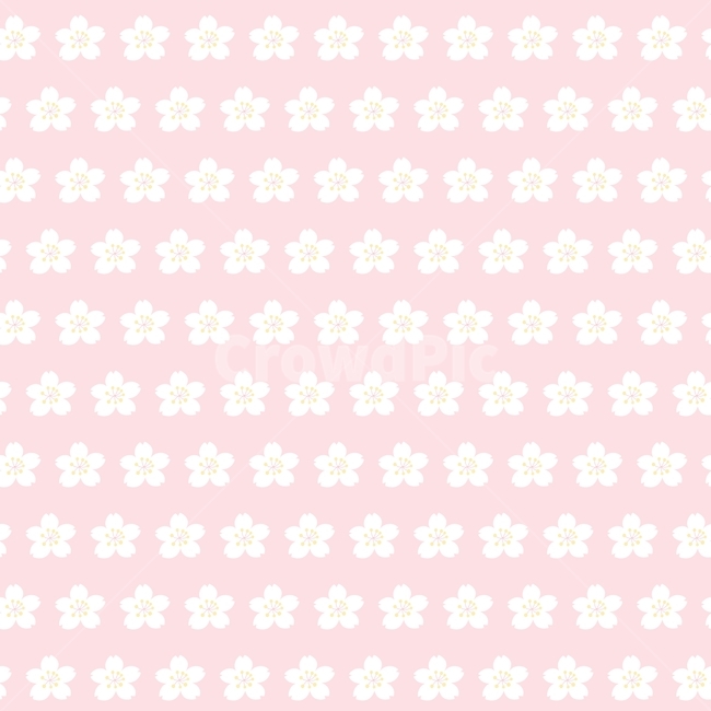 벚꽃,꽃,봄,꽃잎,패턴,분홍,디자인,귀여운,흰색,cherryblossom,flower,식물,spring,계절,포장지,pattern,배경,백그라운드,vector,design,pink,white,illustration,background