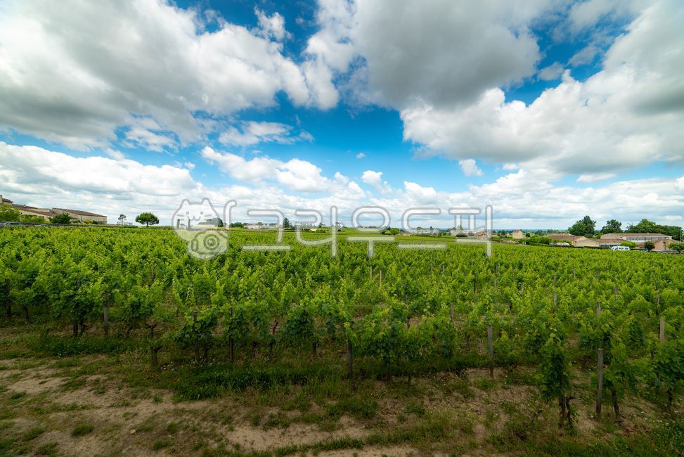 유럽,europe,프랑스,france,생떼밀리옹,saintémilion,saintemilion,와인마을,winevillage,세계문화유산,worldheritage,포도밭,vinyard,wine,와인,보르도,보르도와인,bordeaux,bordeauxwine,프랑스남부,마을,villige,감성,느낌,경치,landscope,자연,nature,outdoors,옥외,grassland,목초지,field,필드