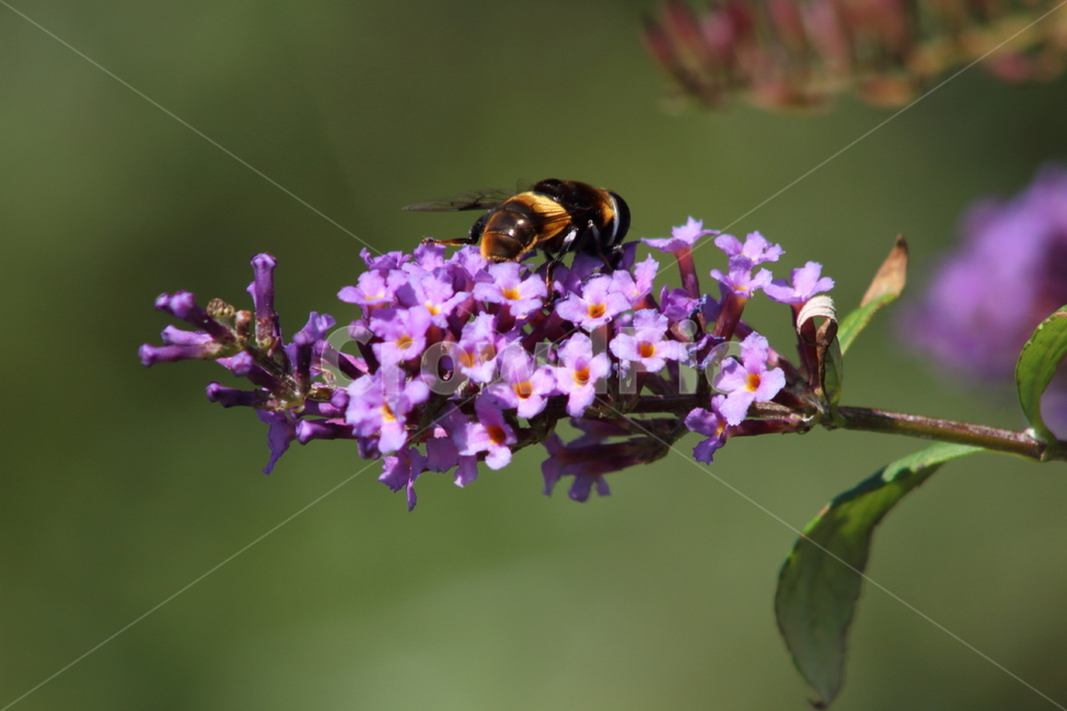 부들레야,꽃,식물,꽃등에,butterflybush,hoverfly,식물,자연,plants,nature,꽃,flower,동물,animal,곤충,벌레,insect,bug