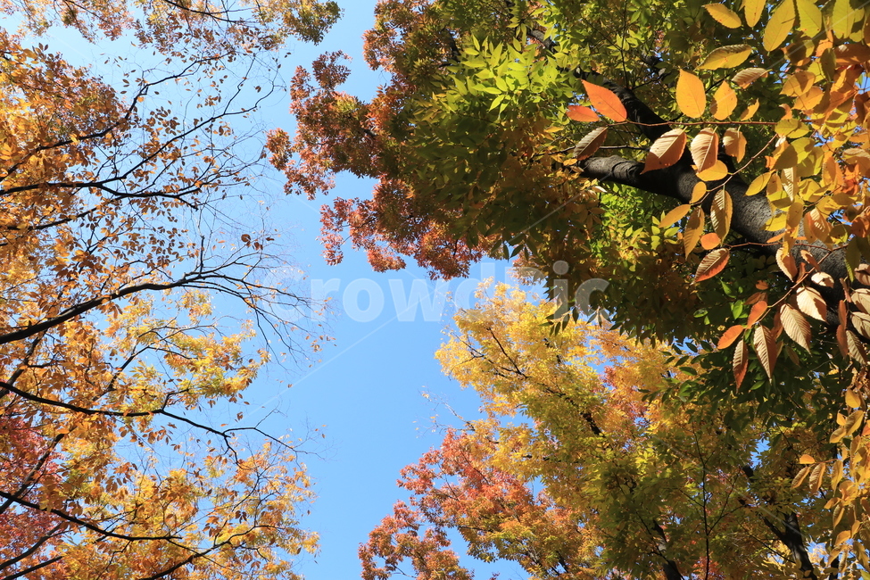 가을,낙엽,autumn,fall,leaves,fallenleaves,가을,계절,fall,autumn,season,자연,풍경,nature,landscape,tree,나무,plant,식물,leaf,잎,tree trunk,나무 줄기