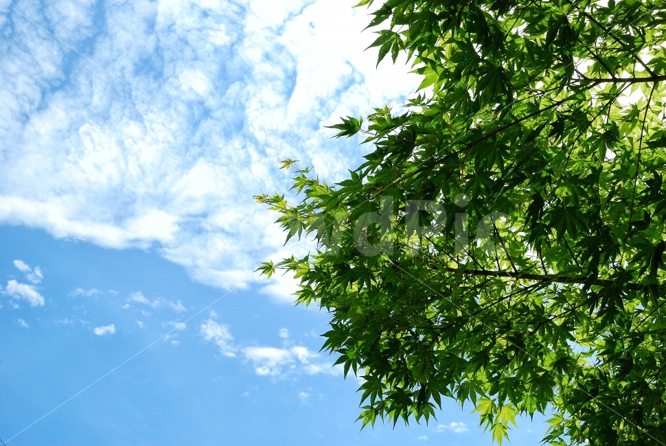 배경,풍경,단풍,하늘,자연,낙엽,나무,조경,잎,야외,산,공원,가을,봄,경치,한국,계절,바탕,배경이미지,백그라운드,미모,뷰티풀,아름다운,미녀,미용,아름다움,너도밤나무,나무가지,나뭇가지,빛남,문화예술,환경,수풀,숲,숲속,가든,뜰,정원,발달,발전,성장,나무잎,나뭇잎,라이프,자연,풍경,nature,landscape,여름,계절,summer,season,leaf,plant,식물,tree