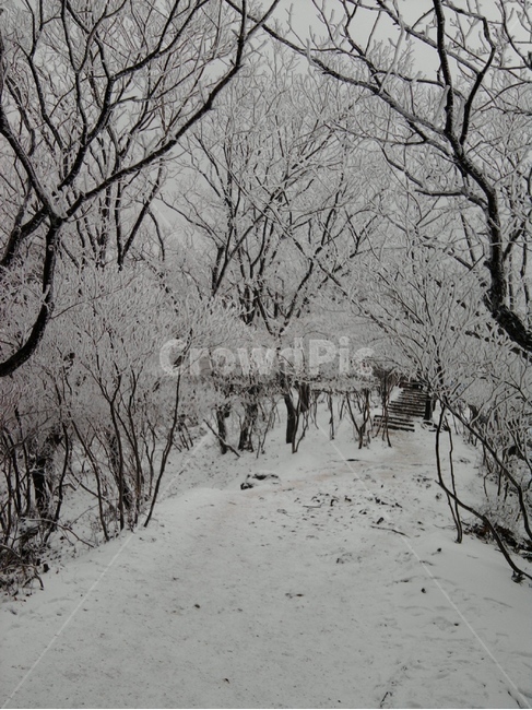 설경,나무,눈,산,자연