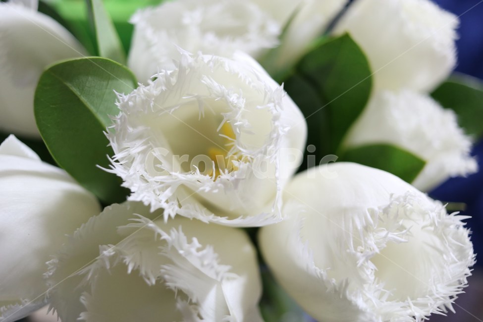 튤립,흰색꽃,tulip,꽃,봄꽃