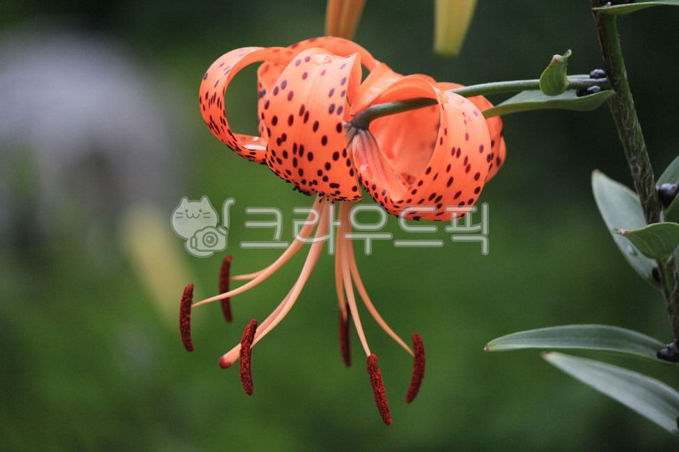 flower,식물,참나리꽃,야생화,여름꽃,꽃,한약재,주황색,꽃잎,참나리,자연,nature