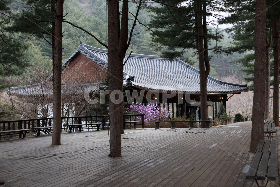 한옥,숲,소나무,진달래,한옥지붕,쉼,한국전통,한국문화,korean traditional,korean culture