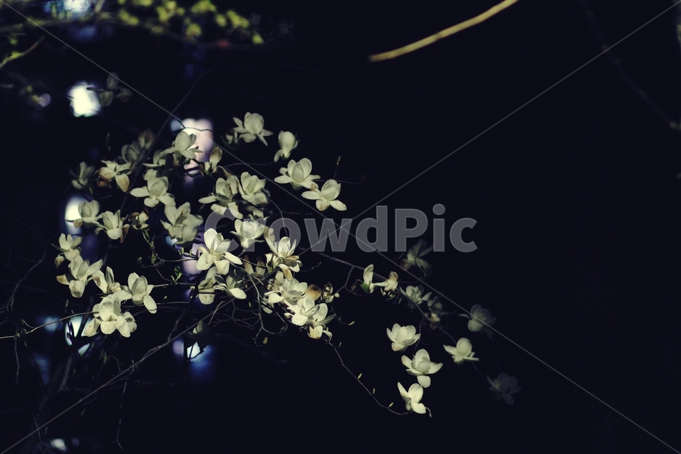 목련,봄꽃,밤,봄,봄날,야경,꽃사진,봄,계절,spring,season,야경,밤,풍경,nightscape,night,landscape,식물,자연,plants,nature,꽃,flower,plant