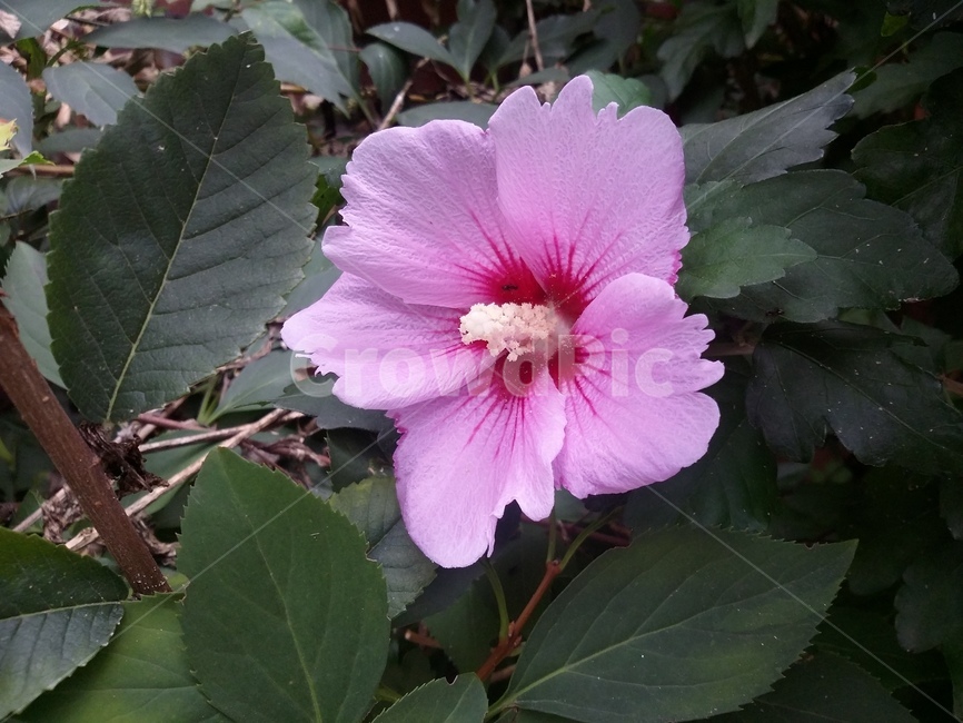 식물,plant,꽃,무궁화,자연,식물,자연,plants,nature,꽃,flower