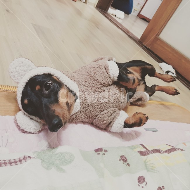 닥스훈트,강아지,애완동물,반려동물,강아지옷