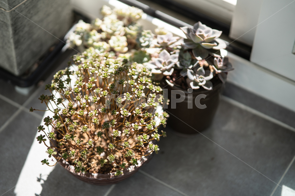 다육이,식물,다육식물,botanical,plant,식물,자연,plants,nature,실내용화초,화분,화초,house plant