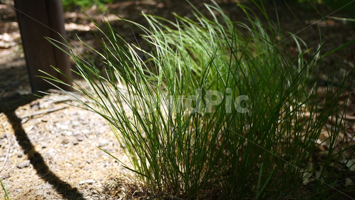 잡초,공원,그림자,나뭇잎,잎,식물그림자,고요함,감성식물,힐링,풀,풍경,grass,plant,식물,agropyron,아그로피론,lawn,잔디