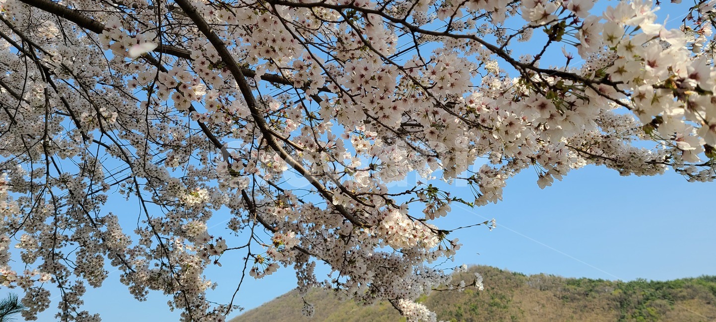 plant,식물,blossom,flower,꽃
