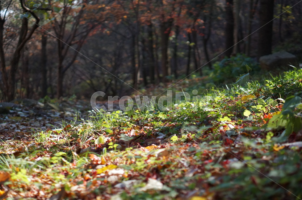 가을,단풍,나무,풍경,빨강,낮,햇빛,ground,바닥,tree,plant,식물,leaf,잎,tree trunk,나무 줄기