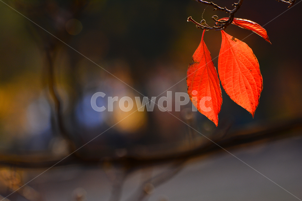 atmosphere,Bench,regret,the last leaf,Maple leaf,fall,autumn mood,season,autumn leaves,Emotion,bokeh of light,Phil,sensible,Maple,November,autumn afternoon,wooden chair,feeling,leaf,Autumn feeling,emotion,background,fall day,plant,bokeh,october,late fall,