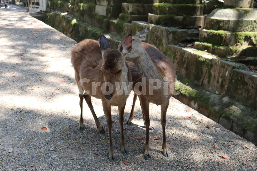 공원,야생동물,동물,사슴,한쌍,두마리,자연,동물,animal,포유류,mammal