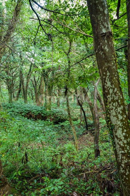 나무줄기,식물,나무,tree,숲,비자림,제주도,초록,산청,자연,풍경,nature,landscape,한국자연풍경,한국자연경관,korea nature landscape,plant,vegetation,초목,land,땅,woodland,삼림지,forest,outdoors,옥외,tree trunk,나무 줄기