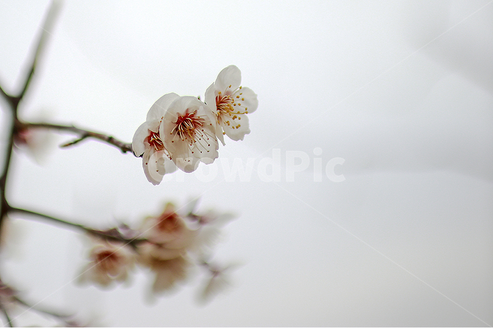 벗꽃,꽃,봄,벗꽃엔딩,감성사진,봄,계절,spring,season,plant,식물,blossom,cherry blossom,벚꽃,flower