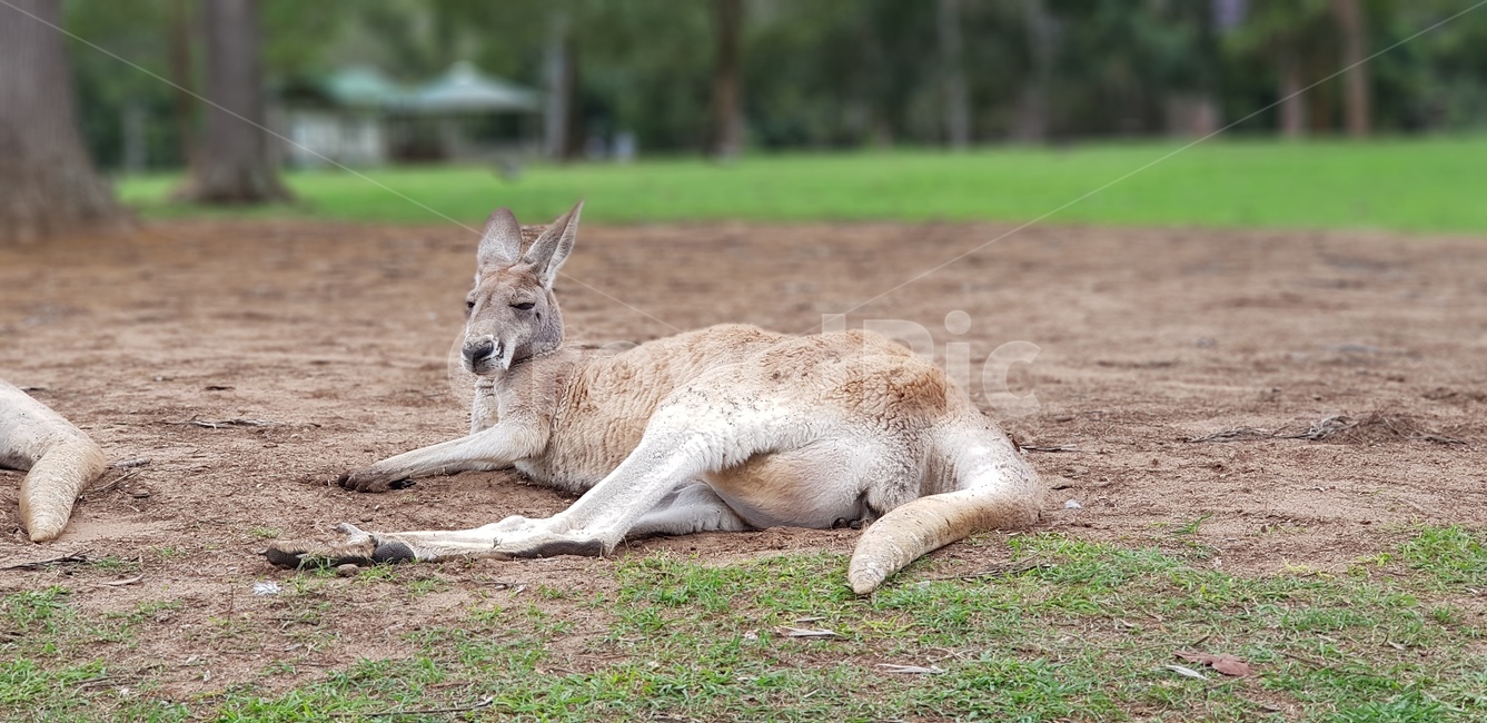 wallaby,왈라비,animal,포유류,mammal,캥거루,kangaroo,호주,동물,동물원,동물,animal,포유류,mammal