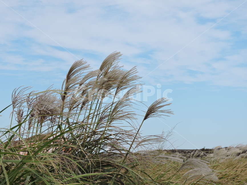 갈대,하늘,구름,가을,맑음,가을,계절,fall,autumn,season,식물,자연,plants,nature,grass,잔디,plant,lawn