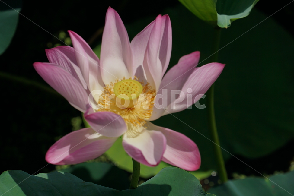 연꽃,수련과,연속,수생식물,불교,연,lotus,뿌리식물,식물,flower,식물,자연,plants,nature,꽃,flower