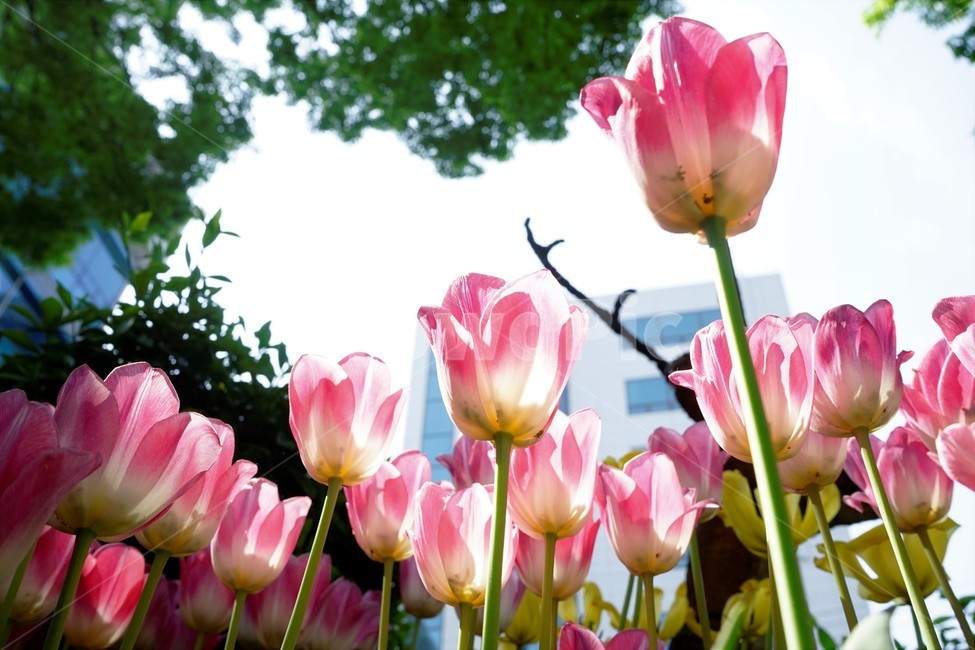 봄,봄꽃,화사함,자연,행복,힐링,bloom,colorful,floral,flower,gardenflowers,happymind,life,nature,plant,spring,식물,자연,plants,nature,꽃,flower