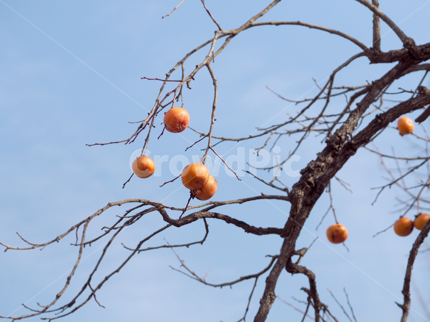 감나무,감,나무,식물,과일,plant,food,음식,fruit,persimmon