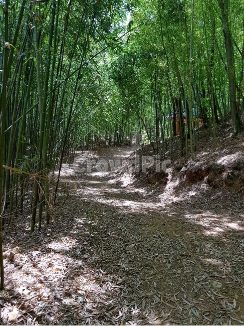 대나무,숲,흙길,road,bamboo,dirtroad