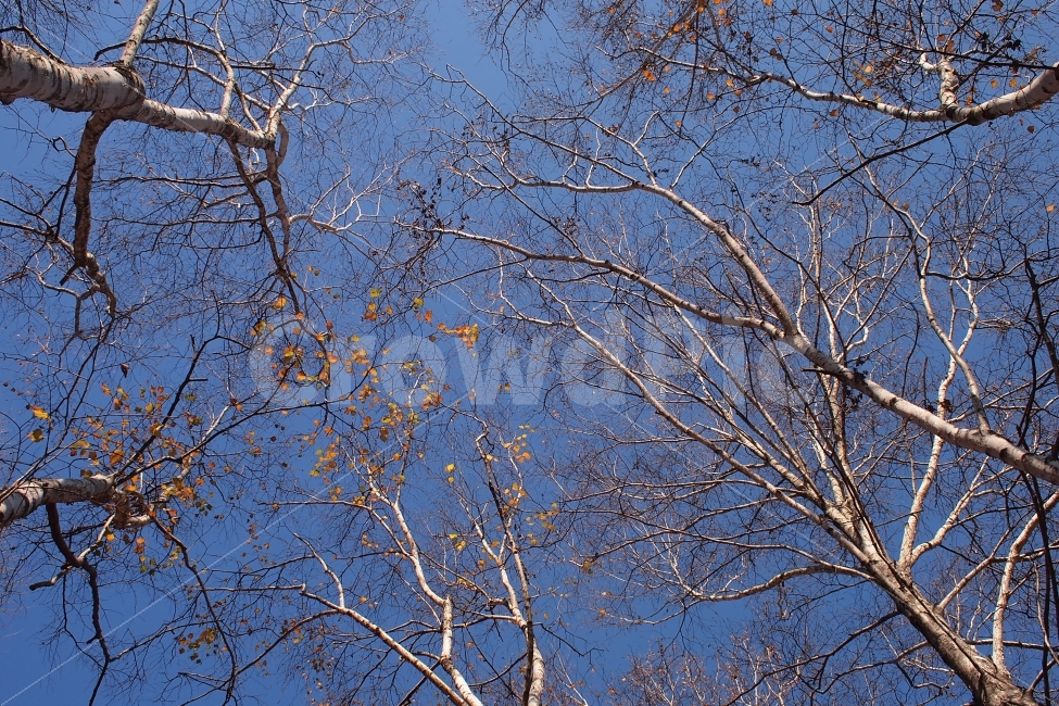 겨울,나뭇가지,하늘,숲,쓸쓸한,적막한,겨울,계절,winter,season,식물,자연,plants,nature,나무,trees,wood