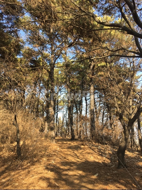 나무줄기,ground,tree,나무,treetrunk,plant,자연,풍경,nature,landscape,식물,tree trunk,나무 줄기,바닥