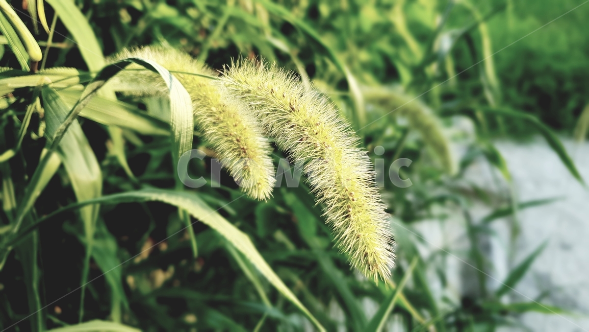 강아지풀,식물,여름,자연,씨앗,plants,nature,green,식물,자연,plants,nature